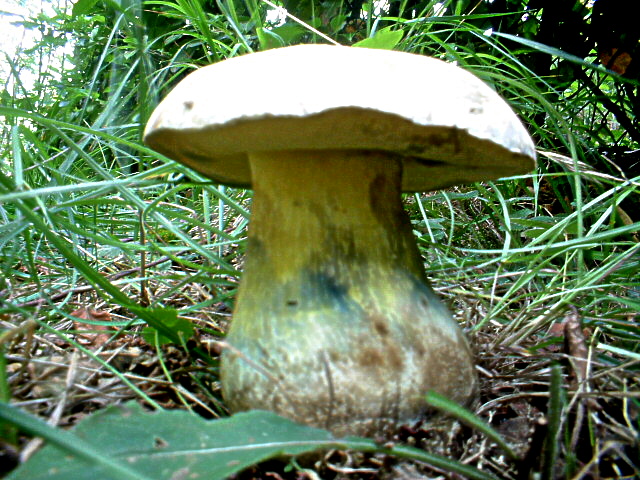 Che funghi sono?